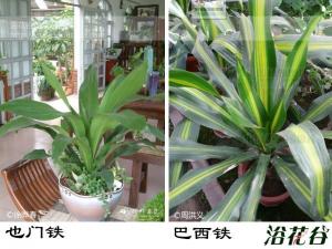 也门铁和巴西铁的区别
