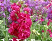 十字花科植物紫罗兰