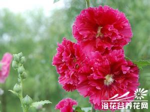 蜀葵的形态特征 花呈总状花序顶生单瓣或生瓣