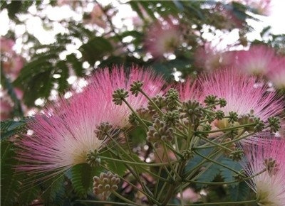 落叶乔木芙蓉树