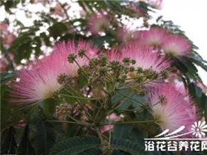 芙蓉树是落叶乔木，伞形树冠。叶互生，伞房状花序