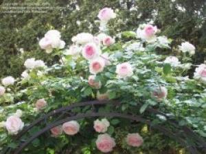 夏季绽放的欧月是花园里最美丽的风景