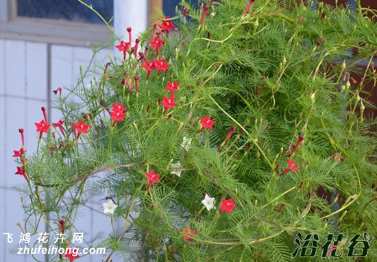茑萝一年生藤本花卉